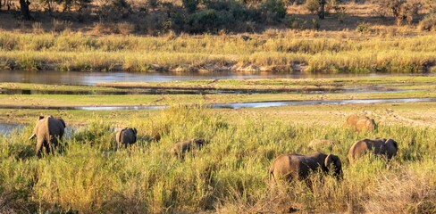 African elephants in the reed beds next to the Sabie river in the Kruger Park in South Africa