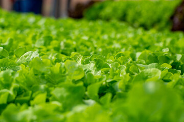 "Lettuce: A Crisp, Refreshing Green Packed with Nutrients, Perfect for Salads, Wraps, and More, Adding a Crunchy and Healthy Touch to Your Everyday Meals"