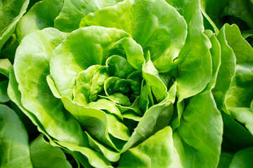 "Lettuce: A Crisp, Refreshing Green Packed with Nutrients, Perfect for Salads, Wraps, and More, Adding a Crunchy and Healthy Touch to Your Everyday Meals"