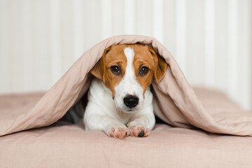 Cute Jack Russell Terrier dog lying on a bed, covered by a soft beige blanket. Funny puppy with...