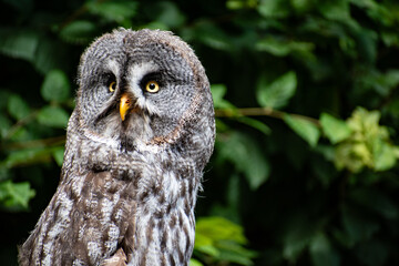 Owl
