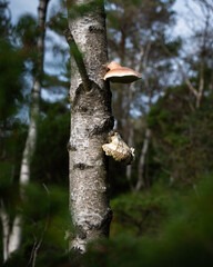 mushrooms growing on a birch tree