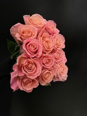 beautiful pink roses against a black background