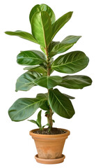 Lush potted green plant