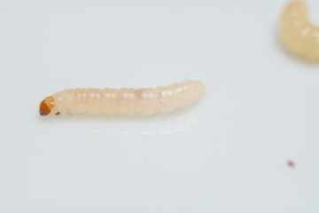 apple worm in close-up