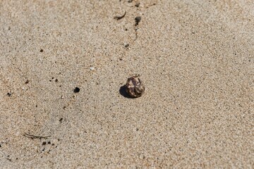 Little hermit crab crawling over the sandy beach of the Yasawa Islands, Fiji. Tiny hermit crab on a sandy beach. Crab with a shell crawling over the sand. 