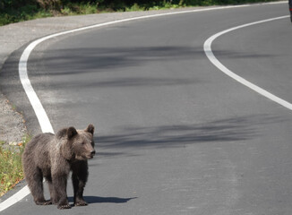 young bear on the road
