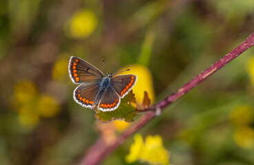 green background and tiny butterfly, Brown Argus, Polyommatus agestis