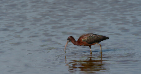 Morito común a la hora de la comida