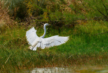 Garza blanca secando las alas