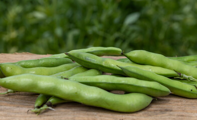 Broad beans or fava beans (Fave) in close-up. Broad bean plant in the background. From garden to table: spring vegetables and legumes