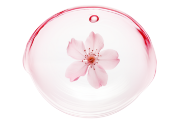 Cherry flower inside pink water bubble isolated on a transparent background.