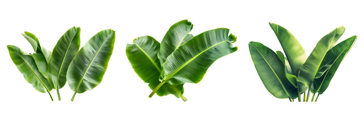 Set of fresh, lush green banana leaves isolated on transparent background, cut out