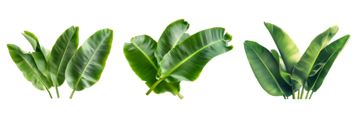 Set of fresh, lush green banana leaves isolated on transparent background, cut out