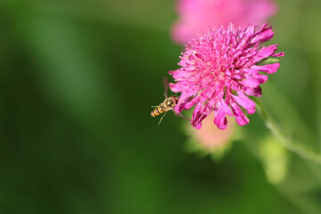 Syrphe à ceintures (Episyrphus balteatus)
Episyrphus balteatus on an unidentified flower or plant

