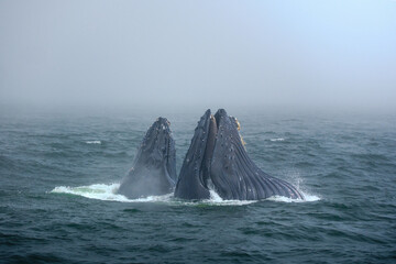 Fototapeta premium Buckelwal an der Küste von Monterey, USA, im Pazifik