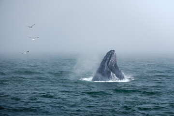 Fototapeta premium Buckelwal an der Küste von Monterey, USA, im Pazifik