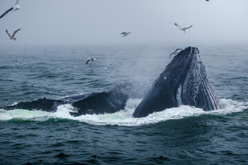 Fototapeta premium Buckelwal an der Küste von Monterey, USA, im Pazifik