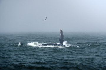 Fototapeta premium Buckelwal an der Küste von Monterey, USA, im Pazifik