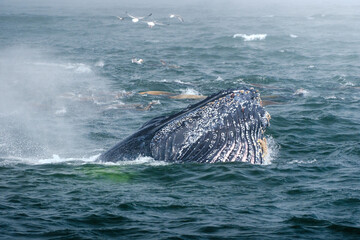 Fototapeta premium Buckelwal an der Küste von Monterey, USA, im Pazifik