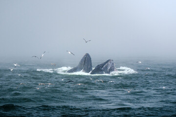 Buckelwal an der Küste von Monterey, USA, im Pazifik