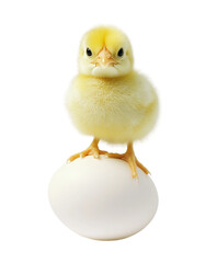 Fototapeta premium A fluffy yellow chick perches confidently atop a smooth white egg, showcasing a cute and curious expression. Transparent background PNG