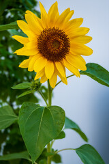 Fototapeta premium sunflower in the garden