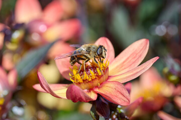 beautiful close up of a bee on a red, pink dahlia with a yellow-red heart