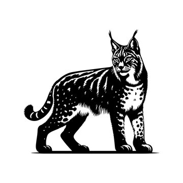 recommend clip art: Lynx silhouette, vector black color silhouette