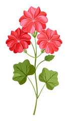 Vibrant Pink Geranium Flowers with Green Leaves Illustration - illustration of vibrant pink geranium flowers surrounded by lush green leaves. Perfect for botanical, floral, and nature-themed designs.