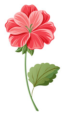 Vibrant Pink Geranium Flowers with Green Leaves Illustration - illustration of vibrant pink geranium flowers surrounded by lush green leaves. Perfect for botanical, floral, and nature-themed designs.