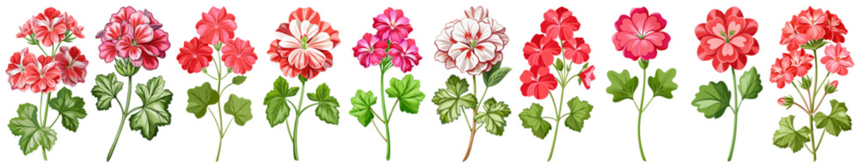 Obraz premium Vibrant Geranium Flowers with Green Leaves Illustration - illustration of vibrant pink geranium flowers surrounded by lush green leaves. Perfect for botanical, floral, and nature-themed designs.