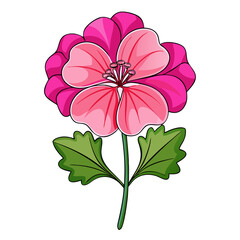 Vibrant Pink Geranium Flowers with Green Leaves Illustration - illustration of vibrant pink geranium flowers surrounded by lush green leaves. Perfect for botanical, floral, and nature-themed designs.