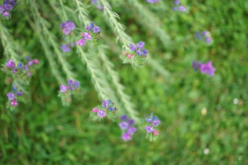 pink flowers in the field blooming beautiful 