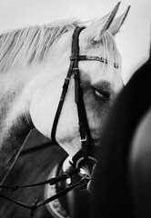 A black-and-white photograph shows a grey horse with a bridle around its muzzle. The horse's eyes...