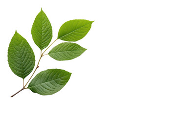 A vibrant green leaf branch showcasing natural beauty and intricate textures, perfect for ecological and botanical themes isolate on transparency background