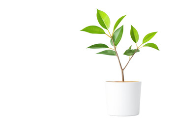 A vibrant green plant in a minimalistic white pot, perfect for home decor and bringing a touch of nature indoors isolate on transparency background
