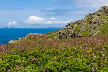 Beautiful purple heather and lush foliage on Skomer Island, Pembrokeshire, Wales