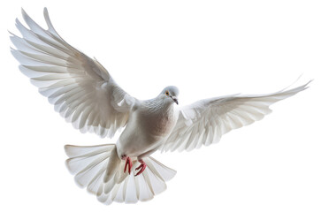 Fototapeta premium PNG Graceful white dove in flight