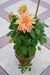 Dahlia, orange flower with many petals, high angle view, vertical photo. Dahlia blooming in a separate clay pot standing on a terrazio floor with geometric design.