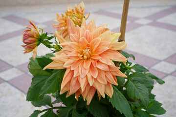 An orange dahlia flower, close-up.  Multi-petalled pale orange flower with red and yellow stripes and specks. Blurred background. Horizontal photo.