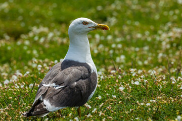 Herring Gull (Larus argentatus) standing on short grass on Skomer Island, Pembrokeshire