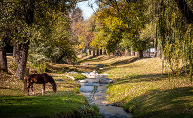 Horse grazing beside tranquil stream across Alta Gracia town surrounded by grass and trees in autumn