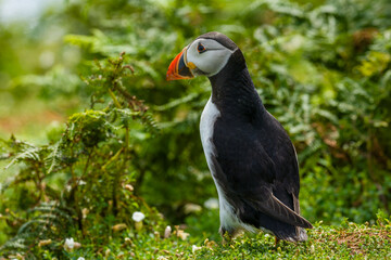 Close-up of an Atlantic Puffin in long grass