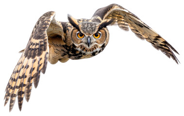 PNG Majestic owl in flight