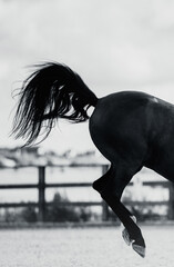A black-and-white photograph shows a black horse galloping, with its long tail flicking behind it....