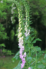 Close up of a foxglove flower	