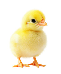 Fototapeta premium A fluffy yellow chick stands on its tiny legs, displaying bright eyes and a gentle nature, perfect for various design projects. Transparent background PNG