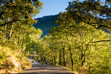 Road in the mountains on a sunny summer day