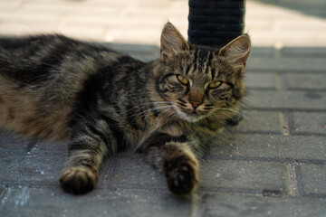 A street cat, a yard cat, lies in the shade, raising his head